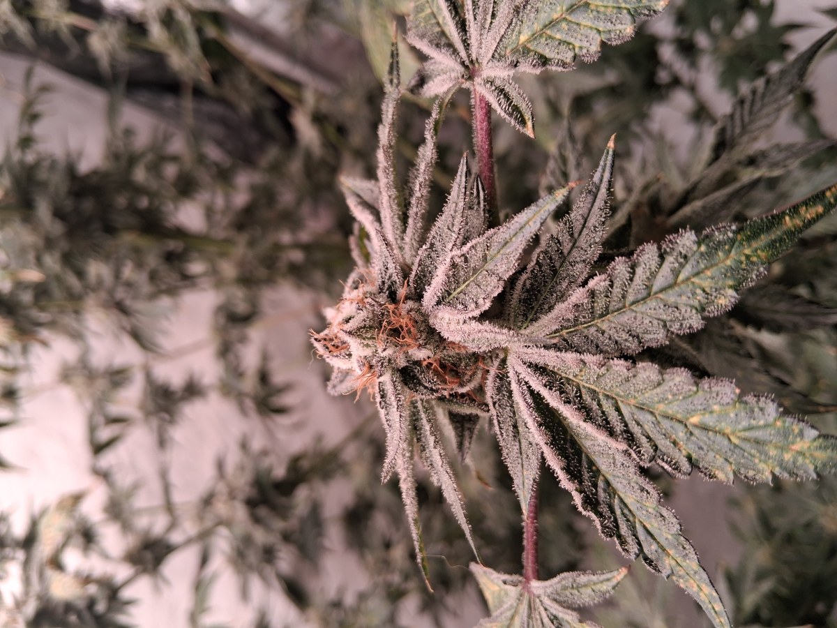 bbs-grow-diaries/blimburnseeds-com/user-39792/9a7a7366570fccc7