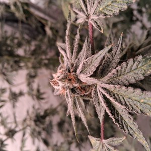 bbs-grow-diaries/blimburnseeds-com/user-39792/9a7a7366570fccc7