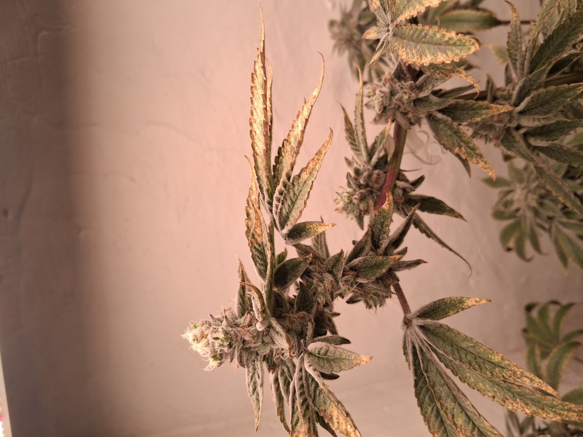 bbs-grow-diaries/blimburnseeds-com/user-39792/9b60c12fc8d092d4