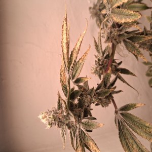 bbs-grow-diaries/blimburnseeds-com/user-39792/9b60c12fc8d092d4
