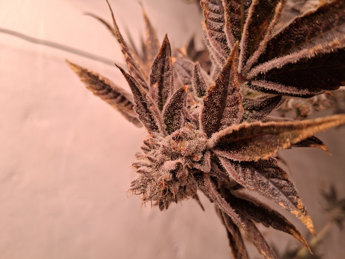 bbs-grow-diaries/blimburnseeds-com/user-39792/9eb1426f0f09def2