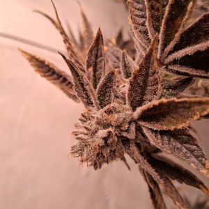 bbs-grow-diaries/blimburnseeds-com/user-39792/9eb1426f0f09def2
