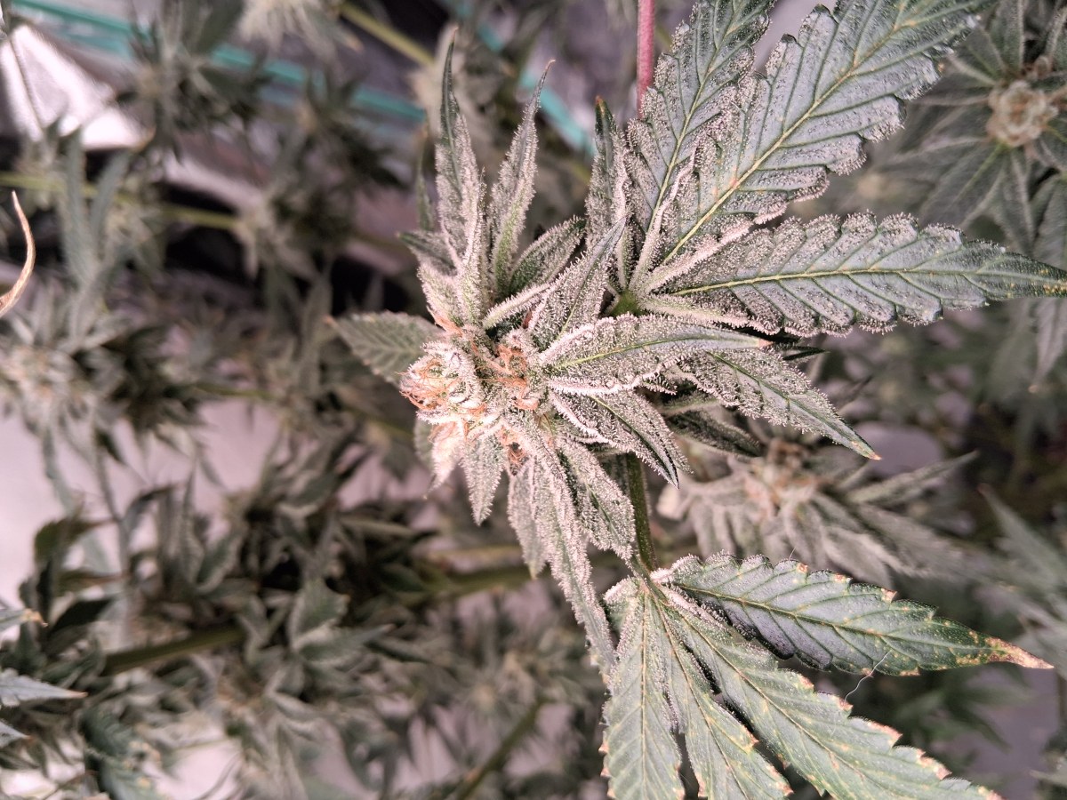 bbs-grow-diaries/blimburnseeds-com/user-39792/a9f2f6d16b74b5bf