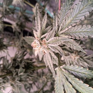 bbs-grow-diaries/blimburnseeds-com/user-39792/a9f2f6d16b74b5bf