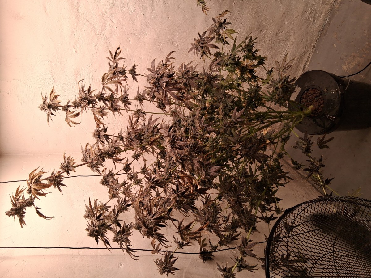 bbs-grow-diaries/blimburnseeds-com/user-39792/ad425ad97719579c