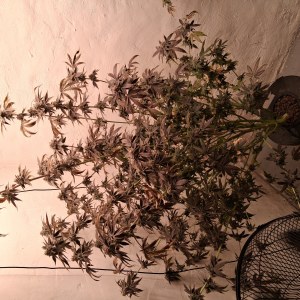 bbs-grow-diaries/blimburnseeds-com/user-39792/ad425ad97719579c