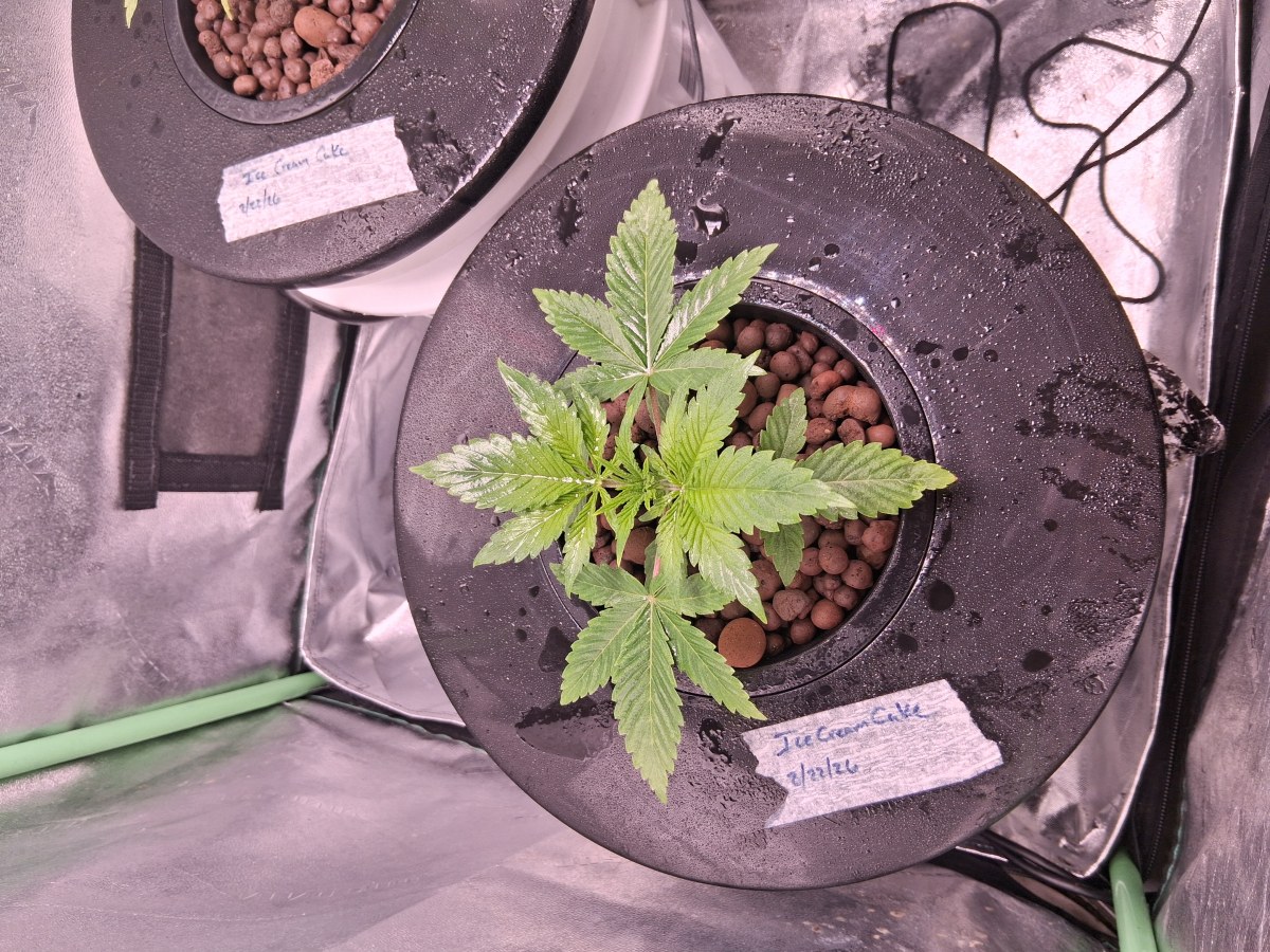 bbs-grow-diaries/blimburnseeds-com/user-39792/b8371c3dc75d631e