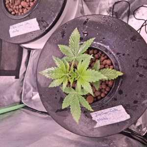 bbs-grow-diaries/blimburnseeds-com/user-39792/b8371c3dc75d631e