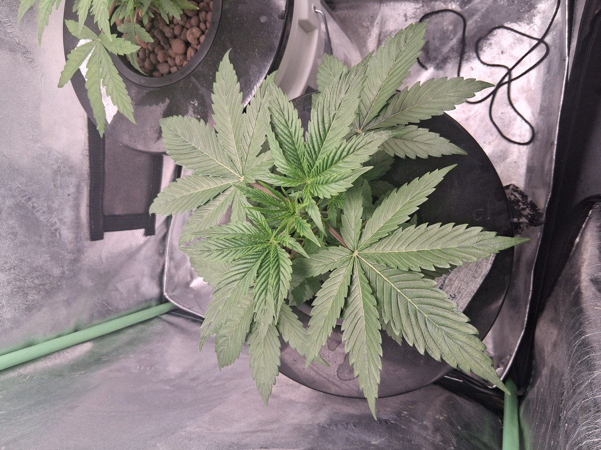 bbs-grow-diaries/blimburnseeds-com/user-39792/c032aec1ef69b7cd