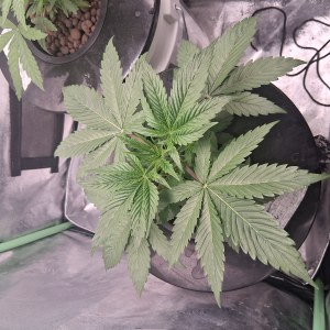 bbs-grow-diaries/blimburnseeds-com/user-39792/c032aec1ef69b7cd
