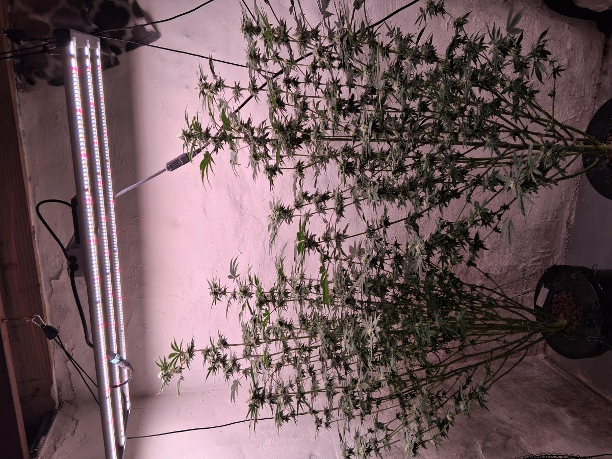 bbs-grow-diaries/blimburnseeds-com/user-39792/c1afe7764bdae8c5
