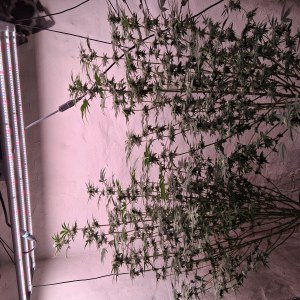 bbs-grow-diaries/blimburnseeds-com/user-39792/c1afe7764bdae8c5