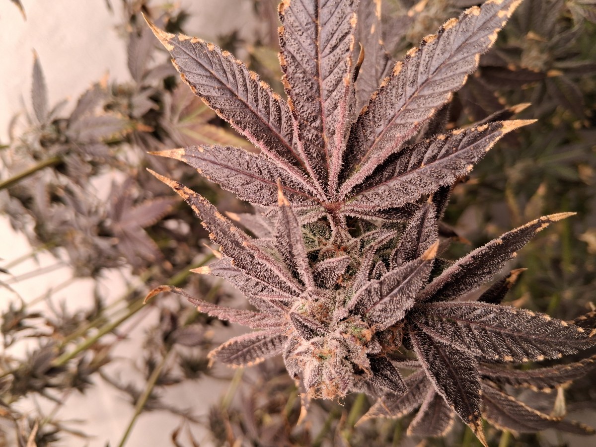 bbs-grow-diaries/blimburnseeds-com/user-39792/d2aa87733523b79d