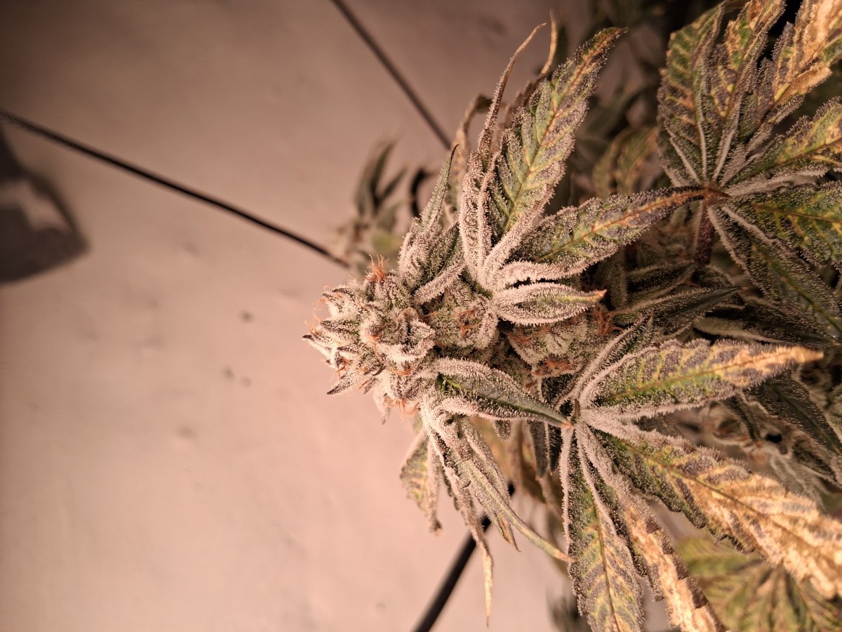 bbs-grow-diaries/blimburnseeds-com/user-39792/d39ac32f9377ed20