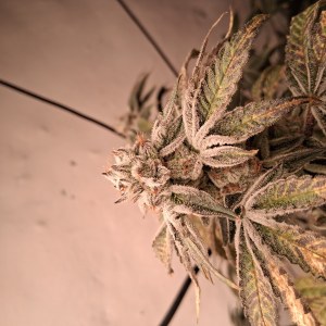 bbs-grow-diaries/blimburnseeds-com/user-39792/d39ac32f9377ed20