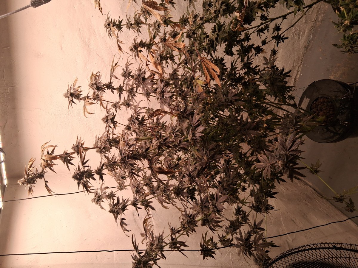 bbs-grow-diaries/blimburnseeds-com/user-39792/d3ef84ac6f902e98