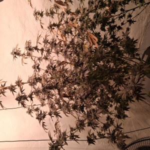 bbs-grow-diaries/blimburnseeds-com/user-39792/d3ef84ac6f902e98
