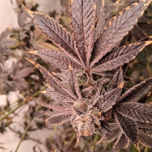 bbs-grow-diaries/blimburnseeds-com/user-39792/dd1f7169142d908f