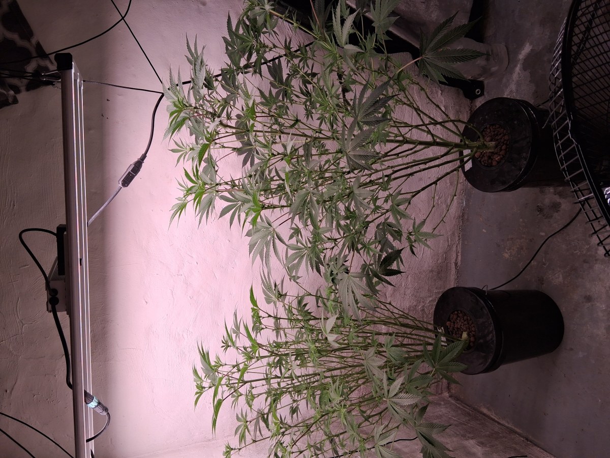 bbs-grow-diaries/blimburnseeds-com/user-39792/ddbbb61758aa84a2