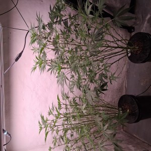 bbs-grow-diaries/blimburnseeds-com/user-39792/ddbbb61758aa84a2