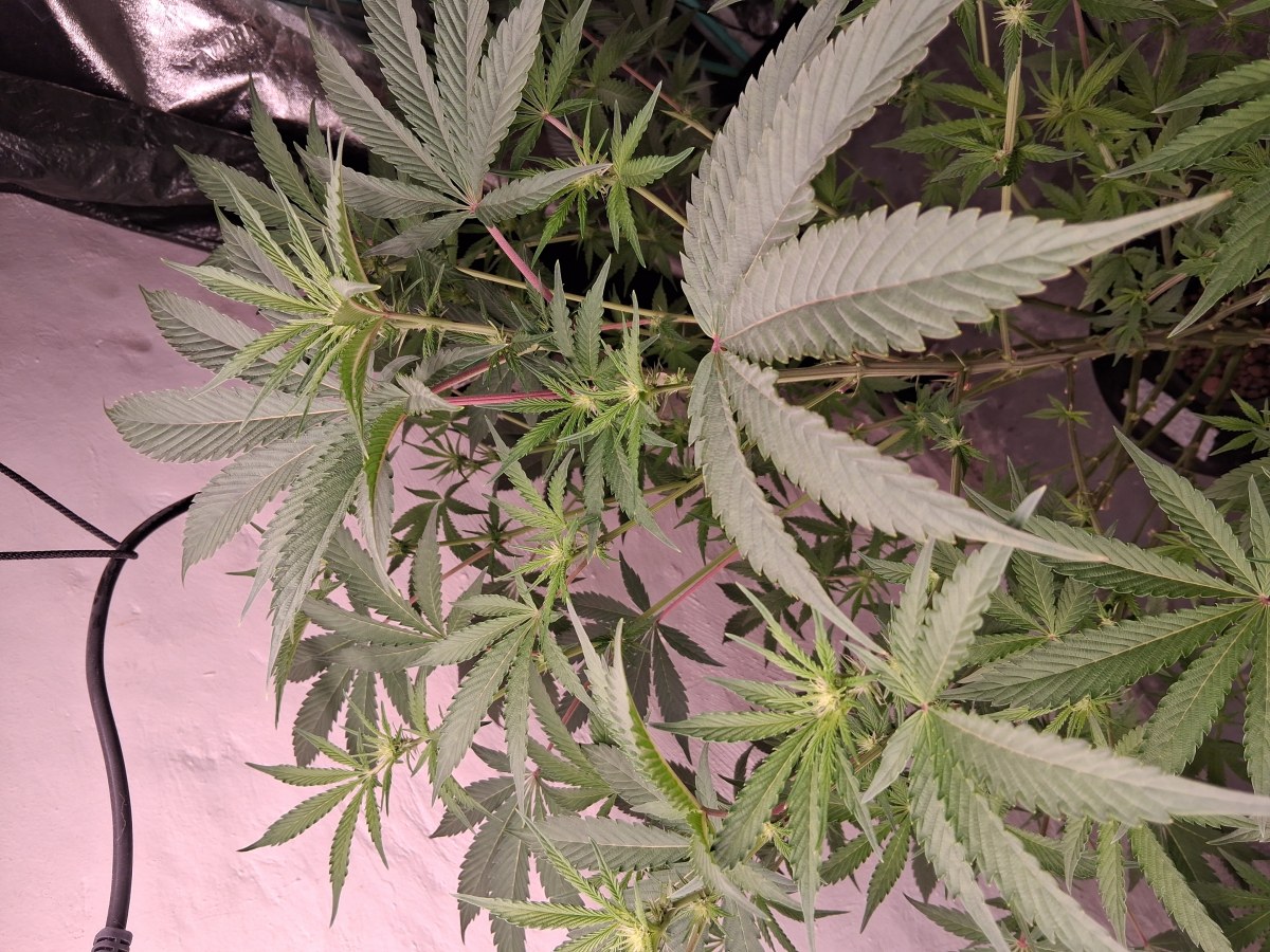 bbs-grow-diaries/blimburnseeds-com/user-39792/de97254a1e3b1ed6