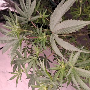 bbs-grow-diaries/blimburnseeds-com/user-39792/de97254a1e3b1ed6