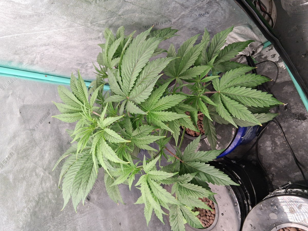bbs-grow-diaries/blimburnseeds-com/user-39792/f2f9ed723cb71e6f