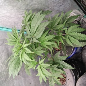 bbs-grow-diaries/blimburnseeds-com/user-39792/f2f9ed723cb71e6f