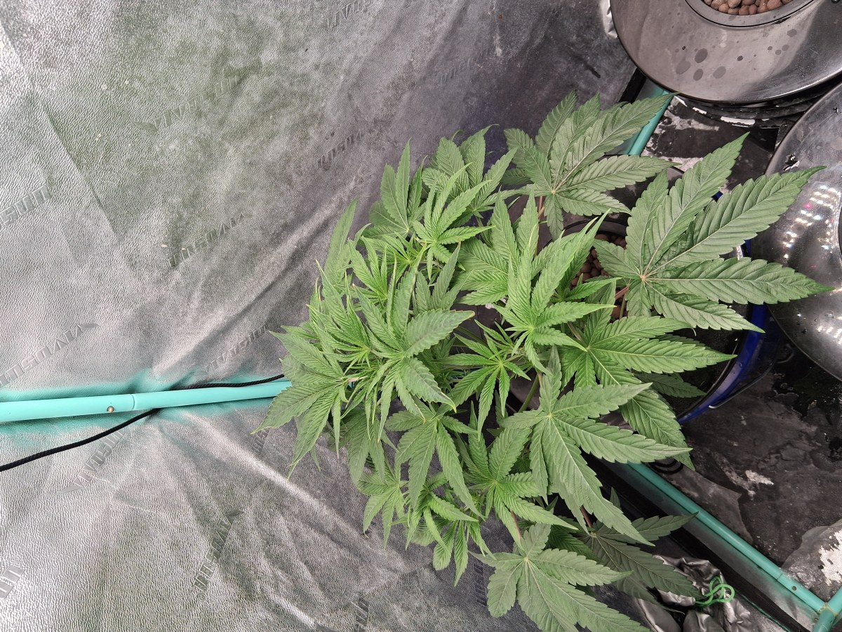bbs-grow-diaries/blimburnseeds-com/user-39792/f921276fcda3591f