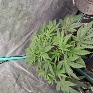 bbs-grow-diaries/blimburnseeds-com/user-39792/f921276fcda3591f