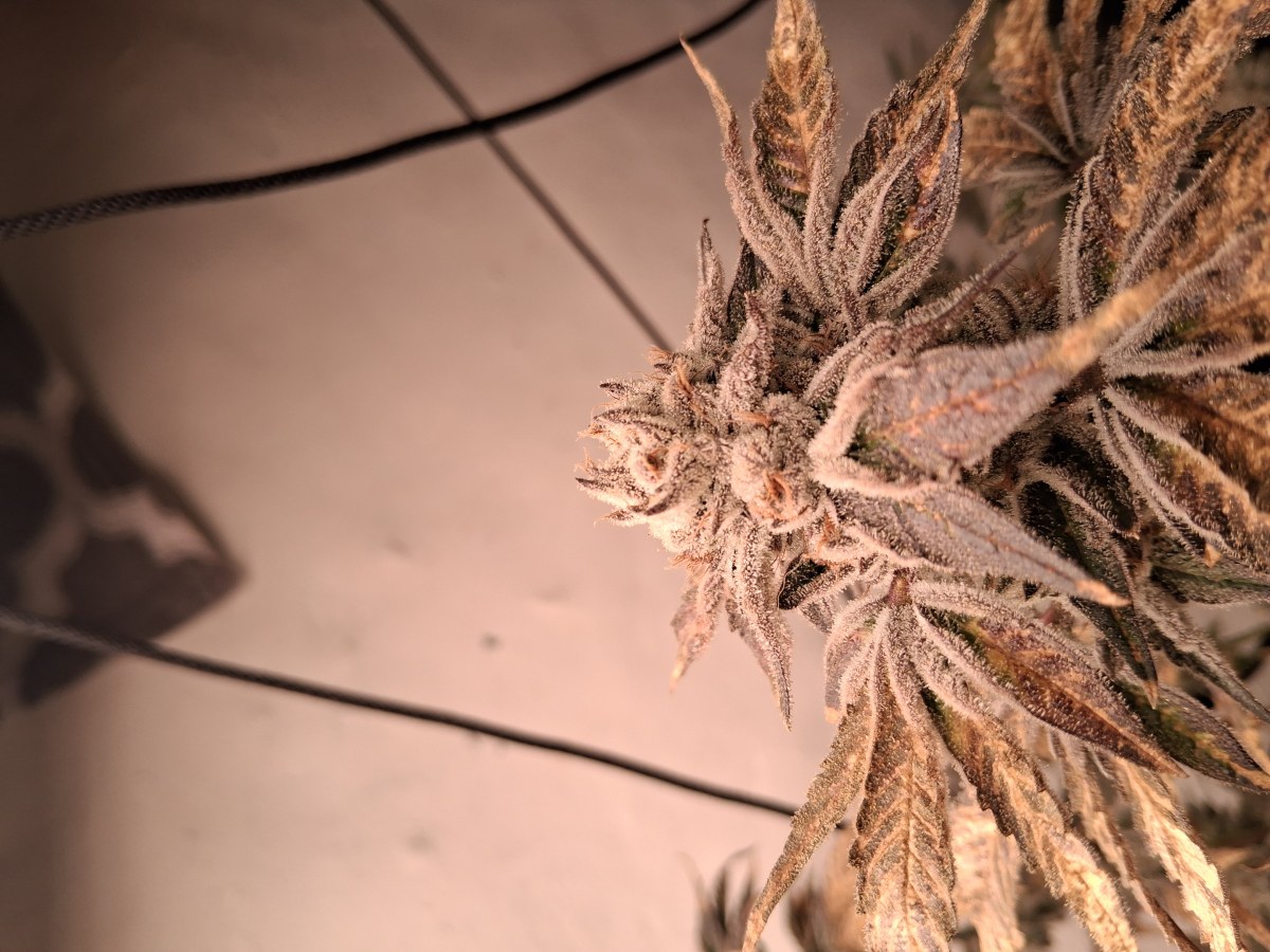 bbs-grow-diaries/blimburnseeds-com/user-39792/fcf97802eddb059a