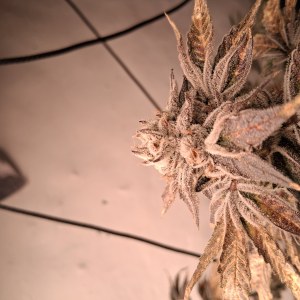 bbs-grow-diaries/blimburnseeds-com/user-39792/fcf97802eddb059a