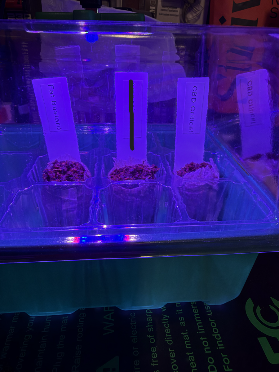 bbs-grow-diaries/blimburnseeds-com/user-39857/20194fa21272c8df