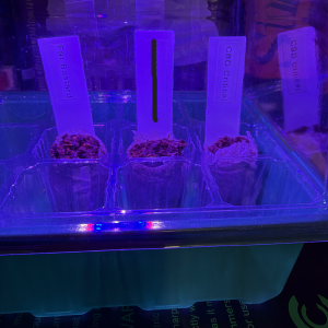 bbs-grow-diaries/blimburnseeds-com/user-39857/20194fa21272c8df