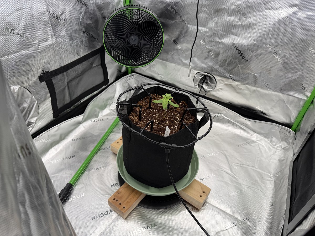 bbs-grow-diaries/blimburnseeds-com/user-39857/87ca52769e767124