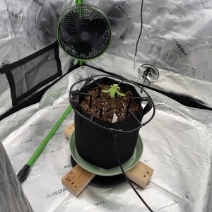 bbs-grow-diaries/blimburnseeds-com/user-39857/87ca52769e767124