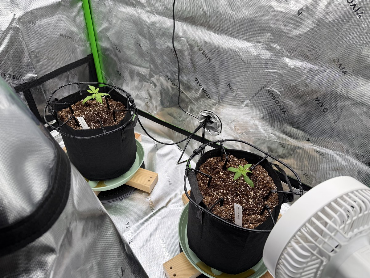 bbs-grow-diaries/blimburnseeds-com/user-39857/90455b6b79b19f87