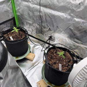 bbs-grow-diaries/blimburnseeds-com/user-39857/90455b6b79b19f87