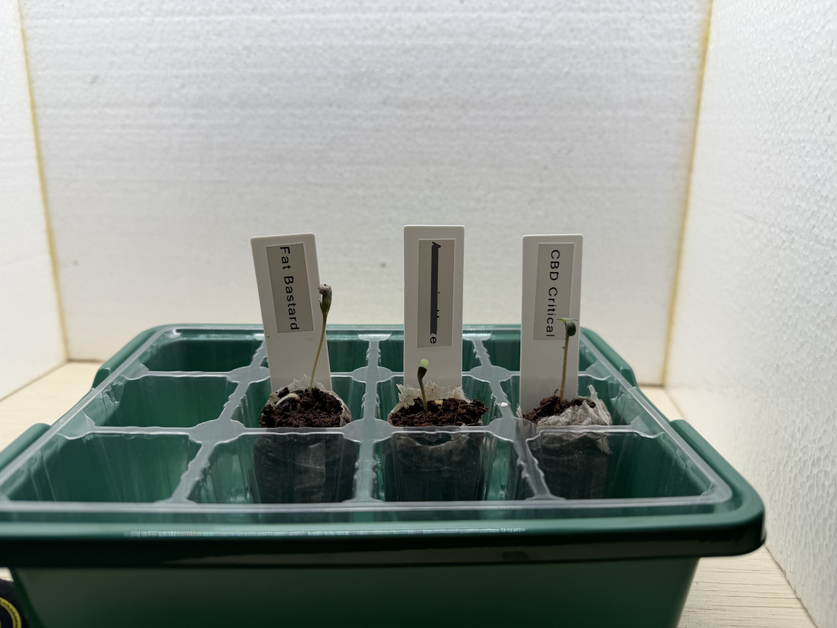 bbs-grow-diaries/blimburnseeds-com/user-39857/a2bb1196bef8797c