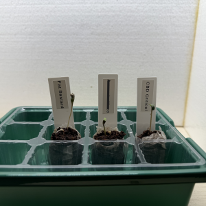 bbs-grow-diaries/blimburnseeds-com/user-39857/a2bb1196bef8797c