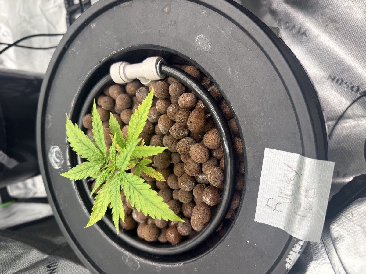 bbs-grow-diaries/blimburnseeds-com/user-40173/0554a5abfdf24d89