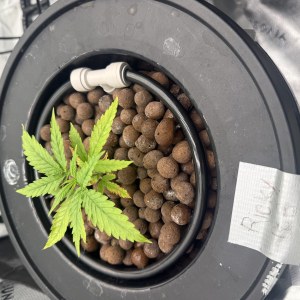 bbs-grow-diaries/blimburnseeds-com/user-40173/0554a5abfdf24d89