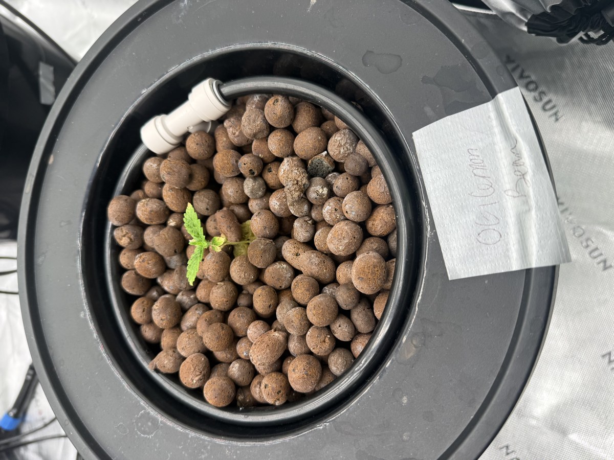 bbs-grow-diaries/blimburnseeds-com/user-40173/05a705fff881469d