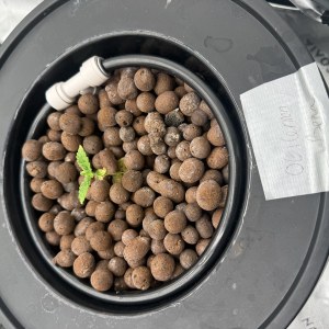 bbs-grow-diaries/blimburnseeds-com/user-40173/05a705fff881469d