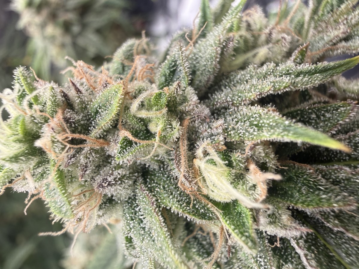 bbs-grow-diaries/blimburnseeds-com/user-40173/0b6cde0b220d914a