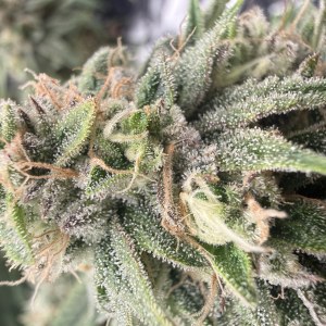 bbs-grow-diaries/blimburnseeds-com/user-40173/0b6cde0b220d914a
