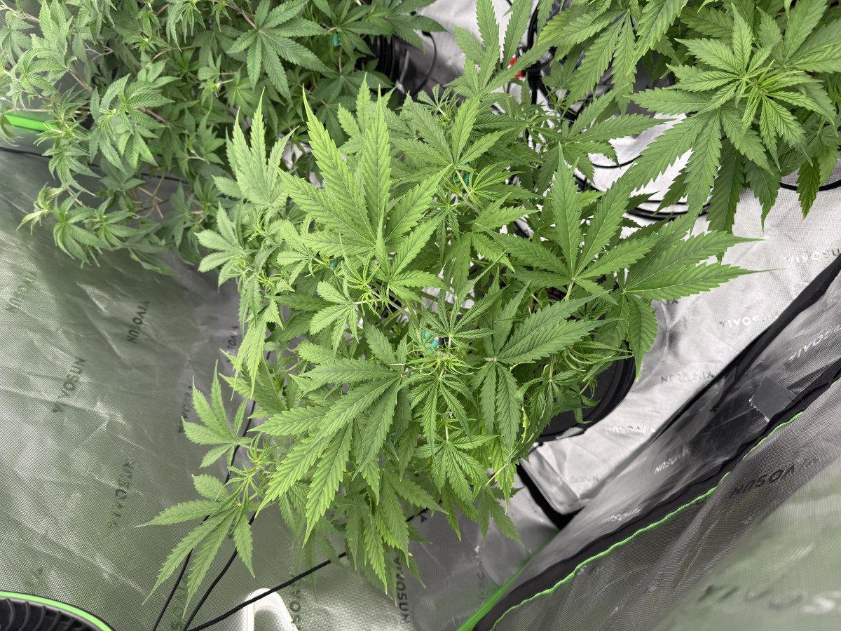 bbs-grow-diaries/blimburnseeds-com/user-40173/0d3d47e303f504de