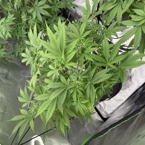 bbs-grow-diaries/blimburnseeds-com/user-40173/0d3d47e303f504de