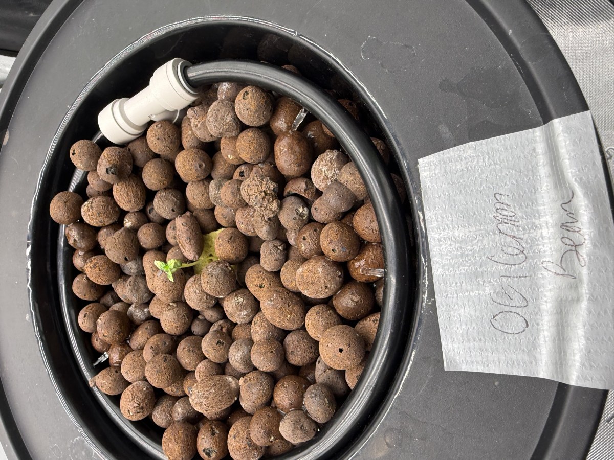 bbs-grow-diaries/blimburnseeds-com/user-40173/0f205c84f17156c7