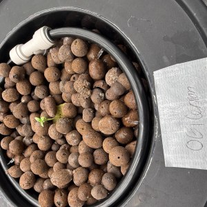 bbs-grow-diaries/blimburnseeds-com/user-40173/0f205c84f17156c7